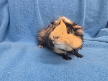 Rescue Guinea Pig Guinea Pigs for Adoption in Baton Rouge, Louisiana - Tiger Lily (hold) & Mario | PetCurious